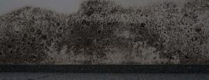mold damage wall repair
