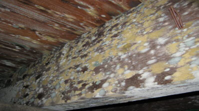 mold infiltrates wet environments