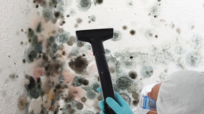 mold remediation professional cleaning
