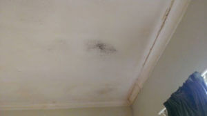mold removal needed for any size mold