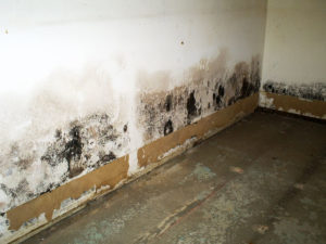 can water damage cause mold