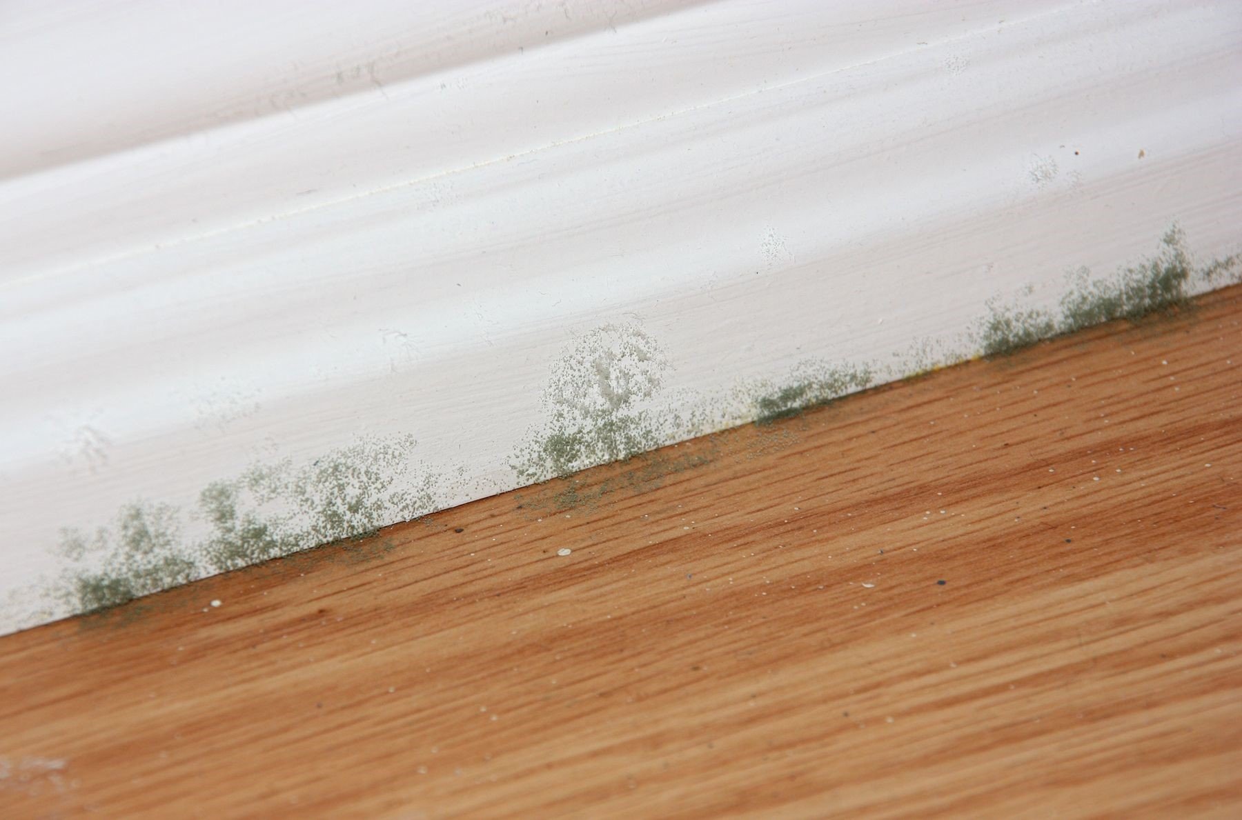 mold on wood floor under bed Marcie Lacroix