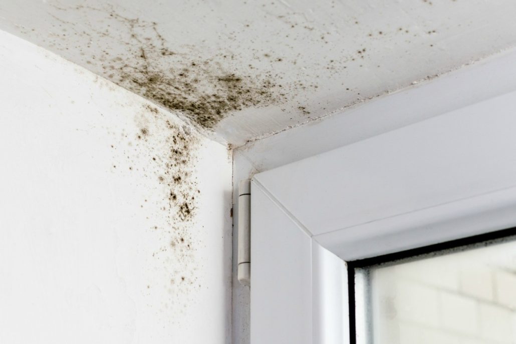mold-growth-home