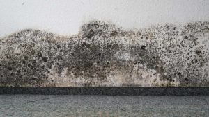 This could be a sign of a bad mold problem. Call mold professionals if you see this damage.