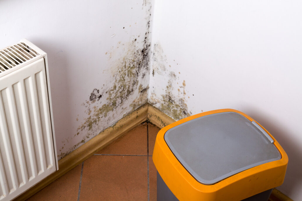mold removal cost san diego