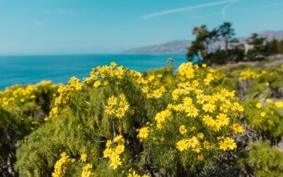 Post-Wildfire Megabloom: What It Means for Indoor Air Quality
