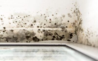 Flood Cleanup Service 1 The truth about toxic black mold and cirs